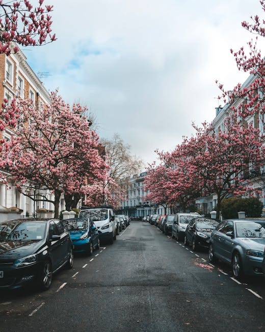 A residential street lined with parked cars on both sides, featuring a row of cherry blossom trees in full bloom with pink flowers and dark branches, extending over the pavement and road. The street is bordered by traditional terraced houses with white facades and large windows. The sky is partly cloudy with patches of blue visible. This scene illustrates a quiet neighbourhood during spring, suitable for house removals or relocation services, with no moving activities visible in the image. The image is captured during daytime, emphasizing the vibrant seasonal bloom and the typical urban streetscape associated with West Kensington, supporting the context of home relocation and furniture transport by removals specialists like those at removalcompanywestkensington.co.uk.